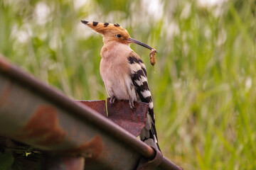 Wiedehopf (Upupa epops) © Rolf Müller