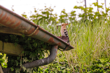 Wiedehopf (Upupa epops) © Rolf Müller