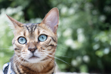 portrait of a bengal cat © Tara