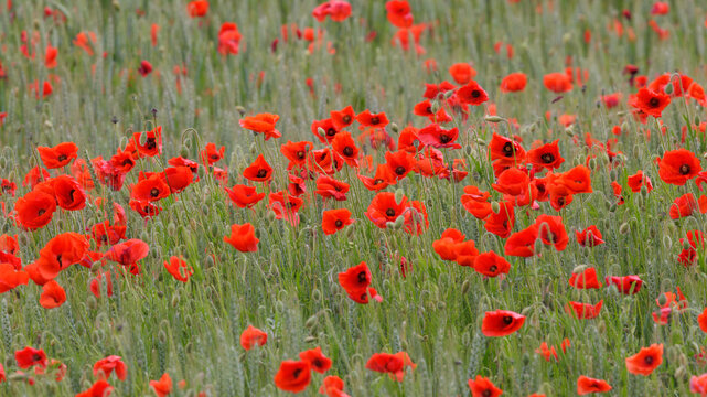 Klatschmohn (Papaver rhoeas)