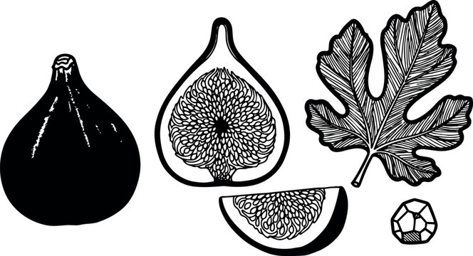 Monochrome detailed botanical vector art of whole and sliced fig fruit with leaf and seed illustration in vintage engraving style