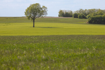 arbre au milieu d'une prairie au printemps, d&eacute;grad&eacute; de vert, nature et environnement
