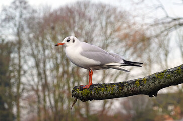 Obraz premium A black headed gull perching on the branch of a tree in a park. 