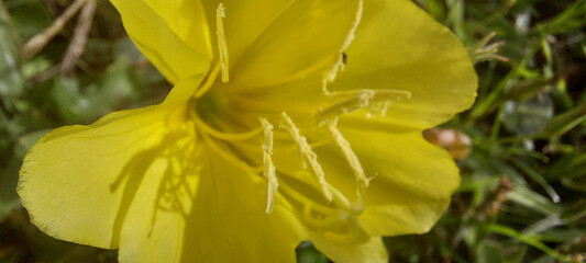 Close up of a yellow evening primrose (Oenothera) flower