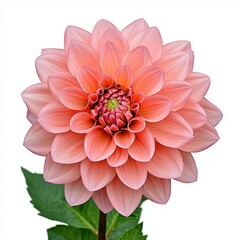 Fototapeta premium Light Peach Dahlia Flower Close Up Isolated on White