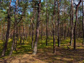 Obraz premium Green pine forest with trunk details visible