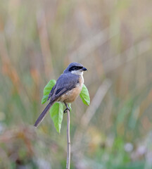 Obraz premium Grey-backed Shrike (Lanius tephronotus). grey-backed shrike is a bird in the family Laniidae inhabiting South-east Asia.