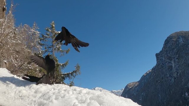 Gracchio alpino &ndash; Alpine chough &ndash; Pyrrhocorax graculus	