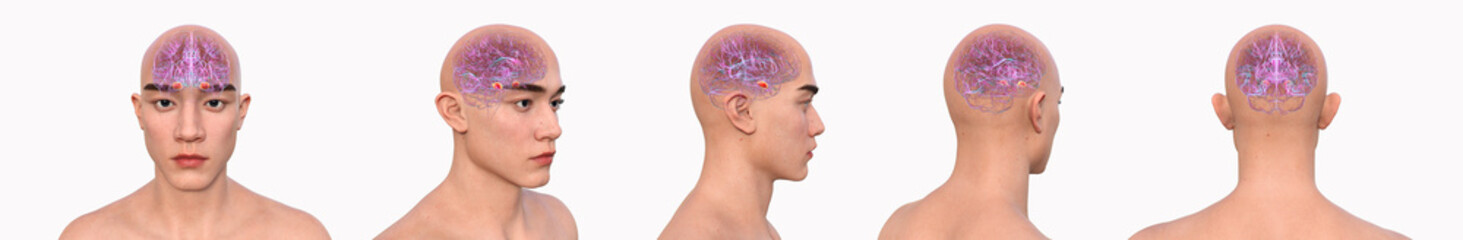 Amygdala, 3D illustration