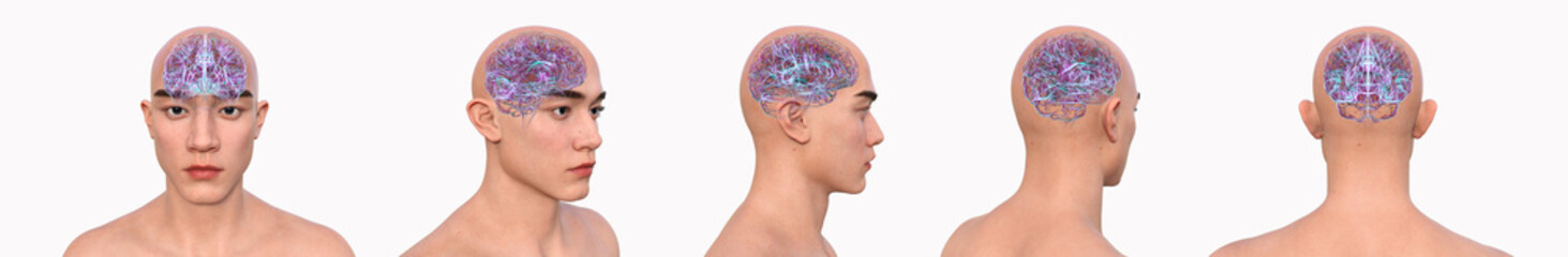 Brain, 3D illustration