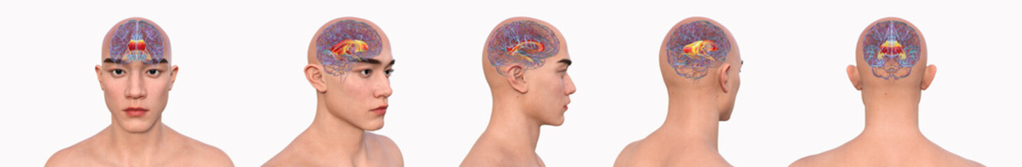 Corpus callosum, 3D illustration