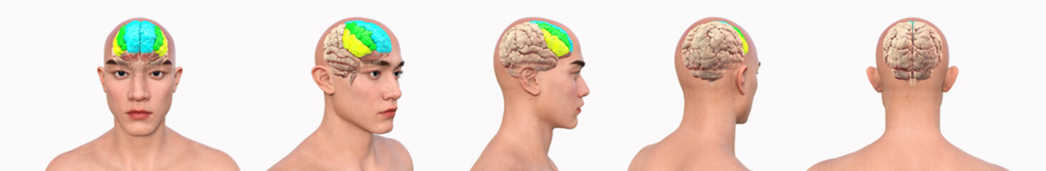 Frontal gyri, 3D illustration