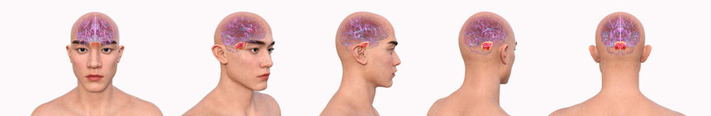 Pons, 3D illustration