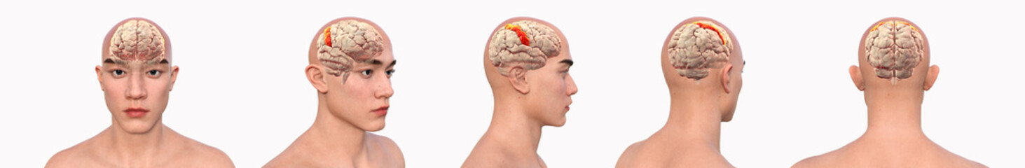 Postcentral gyri, 3D illustration