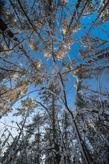 Fototapeta premium A picturesque view of the tops of pine trees covered in a thick layer of fluffy snow against a clear blue sky on a sunny winter day.
