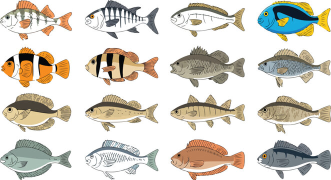 Fish Collection Vector Set &ndash; 12 Unique Species Isolated on White
