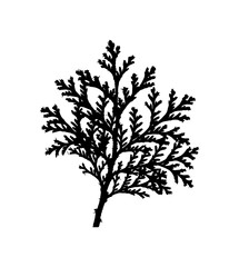 Fototapeta premium Abstract Tree Branch Vector Illustration