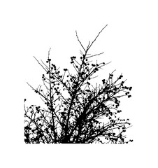 Fototapeta premium Black Silhouette of a Tree