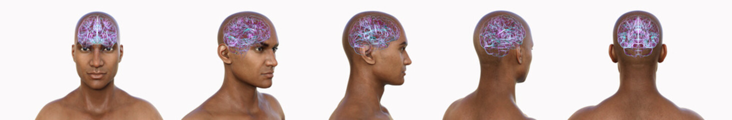 Brain, 3D illustration