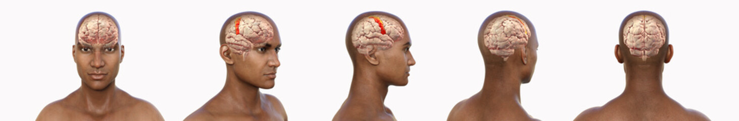 Precentral gyri, 3D illustration