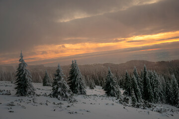 Obraz premium Beautiful winter landscape at sunset of Kopaonik mountain in Serbia, featuring pine forests covered with snow 