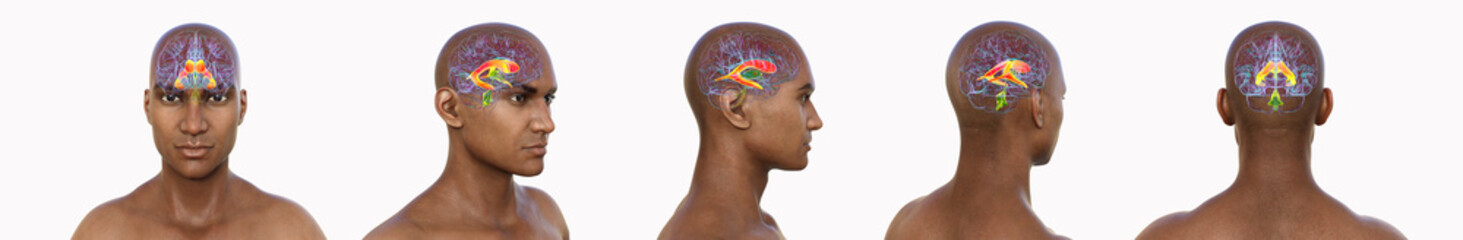 Lateral ventricles, 3D illustration