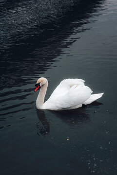 White swan swimming on dark water surface, peaceful wildlife scene with strong contrast and minimal composition.