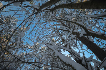 Obraz premium A picturesque view of the tops of pine trees covered in a thick layer of fluffy snow against a clear blue sky on a sunny winter day.
