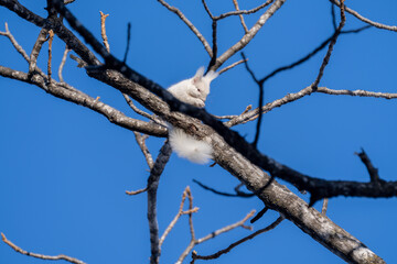 北海道、リス、エゾリス、栗鼠、野生動物、げっ歯類、動物、自然、小動物、哺乳類、かわいい、アルビノ　