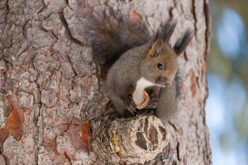 北海道、リス、エゾリス、栗鼠、野生動物、げっ歯類、動物、自然、小動物、哺乳類、かわいい、アルビノ　