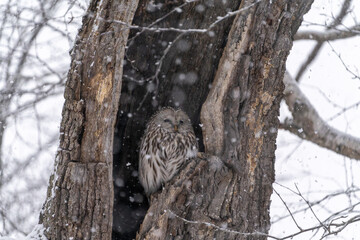 北海道　鳥類　エゾフクロウ　フクロウ　猛禽類