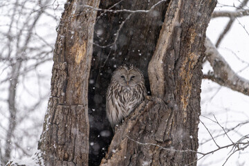 北海道　鳥類　エゾフクロウ　フクロウ　猛禽類