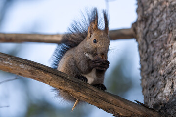 北海道、リス、エゾリス、栗鼠、野生動物、げっ歯類、動物、自然、小動物、哺乳類、かわいい、アルビノ　