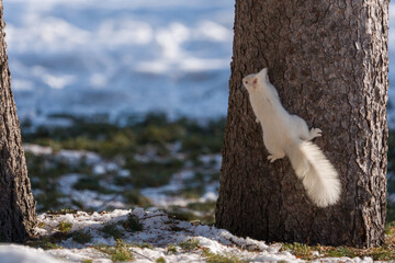 北海道、リス、エゾリス、栗鼠、野生動物、げっ歯類、動物、自然、小動物、哺乳類、かわいい、アルビノ　