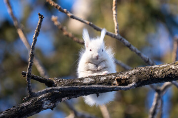 北海道、リス、エゾリス、栗鼠、野生動物、げっ歯類、動物、自然、小動物、哺乳類、かわいい、アルビノ　