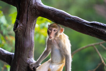 Obraz premium Wild Monkey on Wooden Railing