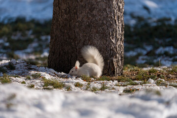 北海道、リス、エゾリス、栗鼠、野生動物、げっ歯類、動物、自然、小動物、哺乳類、かわいい、アルビノ　
