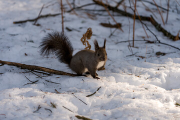 北海道、リス、エゾリス、栗鼠、野生動物、げっ歯類、動物、自然、小動物、哺乳類、かわいい、アルビノ　