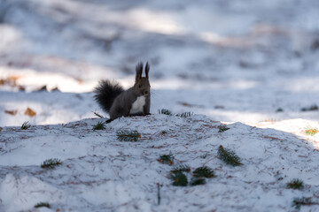 北海道、リス、エゾリス、栗鼠、野生動物、げっ歯類、動物、自然、小動物、哺乳類、かわいい、アルビノ　