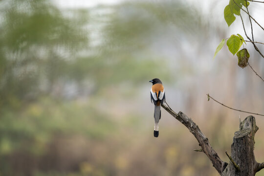 Rufous treepie perches on clean isolated branch showing alert posture balance and calm woodland behavior