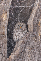 北海道　鳥類　エゾフクロウ　フクロウ　猛禽類