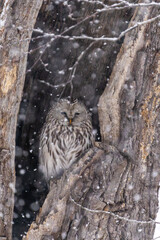 北海道　鳥類　エゾフクロウ　フクロウ　猛禽類