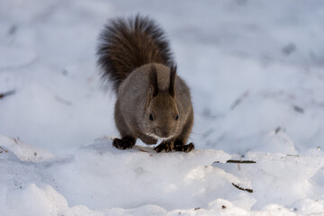 北海道、リス、エゾリス、栗鼠、野生動物、げっ歯類、動物、自然、小動物、哺乳類、かわいい、アルビノ　