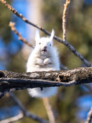 北海道、リス、エゾリス、栗鼠、野生動物、げっ歯類、動物、自然、小動物、哺乳類、かわいい、アルビノ　