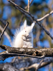 北海道、リス、エゾリス、栗鼠、野生動物、げっ歯類、動物、自然、小動物、哺乳類、かわいい、アルビノ　