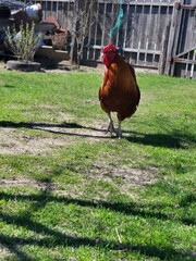 Rooster standing on grass in village backyard