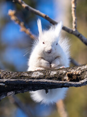 北海道、リス、エゾリス、栗鼠、野生動物、げっ歯類、動物、自然、小動物、哺乳類、かわいい、アルビノ　