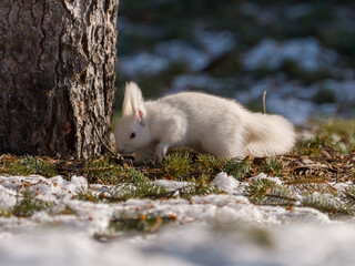 北海道、リス、エゾリス、栗鼠、野生動物、げっ歯類、動物、自然、小動物、哺乳類、かわいい、アルビノ　