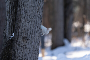 北海道、リス、エゾリス、栗鼠、野生動物、げっ歯類、動物、自然、小動物、哺乳類、かわいい、アルビノ　