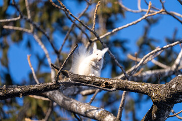 北海道、リス、エゾリス、栗鼠、野生動物、げっ歯類、動物、自然、小動物、哺乳類、かわいい、アルビノ　